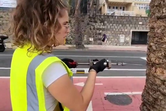 Gran Canaria-Nordost, Las Palmas: Palmen in Gefahr 1 Spritze Palme