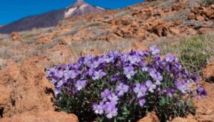 Teide Veilchen