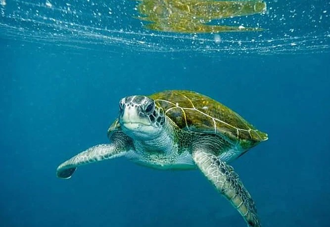 Tortuga verde