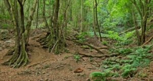 La Palma, San Andrés y Sauces: Waldbrand verhindert 7 Wald La Palma
