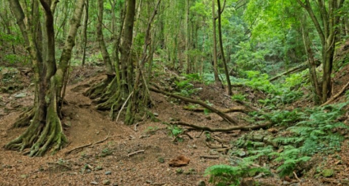 Wald La Palma
