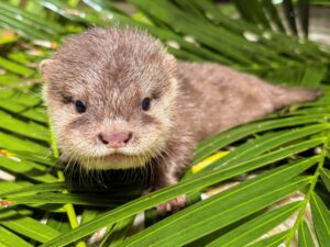 Teneriffa-Nord, Puerto de la Cruz: Geburt von vier Zwergotter-Babys 9 Zwergotter Babys