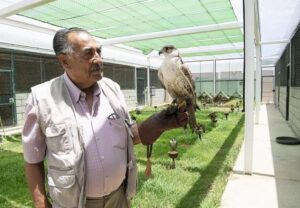 Gran Canaria-Nordost, Telde: Falken für zwei weitere Jahre engagiert 9 Falke Flughafen