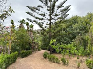 Gran Canaria-Nordost, Santa Brígida: Finca El Galeón soll wieder Schüler empfangen 8 Finca el galeon