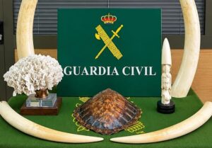 Gran Canaria-Nordost, Las Palmas: Fund exotischer Exemplare 7 Fund Guardia Civil