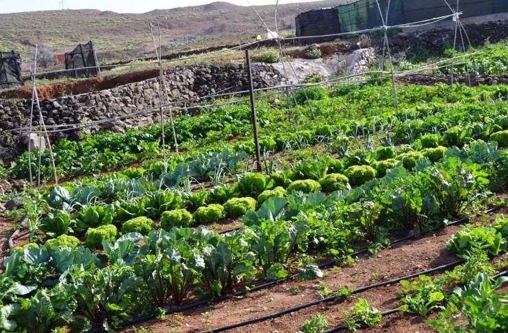 Gran Canaria-Ost, Agüimes: Zwölf Gemeinschaftsgärten für die Bürger 99 Huertos urbanos Aguimes