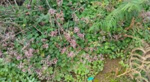 Teneriffa-Nordost, La Laguna: Anwohner fordern mehr Einsatz gegen invasive Pflanzen im Anaga-Gebirge 16 Invasorische Pflanzen Anaga