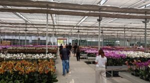 Kanarische Inseln: Kanarische Blumen in China 4 Messe China Blumen 2