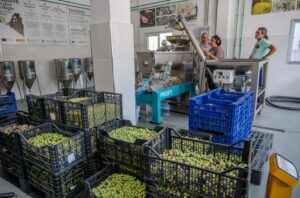 Gran Canaria-Süd, Mogán: Olivenölmühle für die Landwirte 10 Mogan Olivenoel