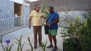 Gran Canaria-Südwest: 100 Atemoyas für die Landwirte 9 Pflanze Atemoya