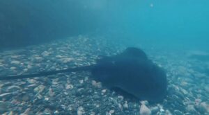 Gran Canaria-Nordwest, Gáldar: Rochen verirrt sich im Naturschwimmbad 7 Rochen
