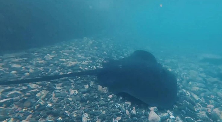Gran Canaria-Nordwest, Gáldar: Rochen verirrt sich im Naturschwimmbad 1 Rochen
