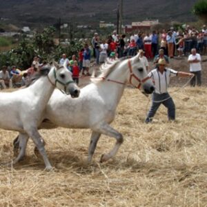 Teneriffa-West, Buenavista del Norte: „Día de la Trilla“ 23 dia de la trilla el palmar
