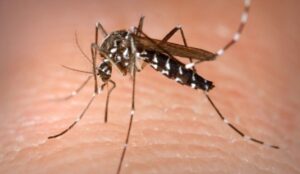 La Gomera, Valle Gran Rey: Tigermücken entdeckt 23 mosquito tigre