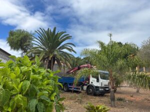 Teneriffa-Nordost, Santa Cruz: Baumfällarbeiten gestoppt 8 Baeume