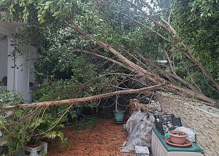 Gran Canaria-Nord, Las Palmas: Großer Schaden 1 Baum LPGC