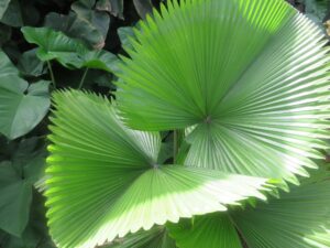 Blatt 640x480 1