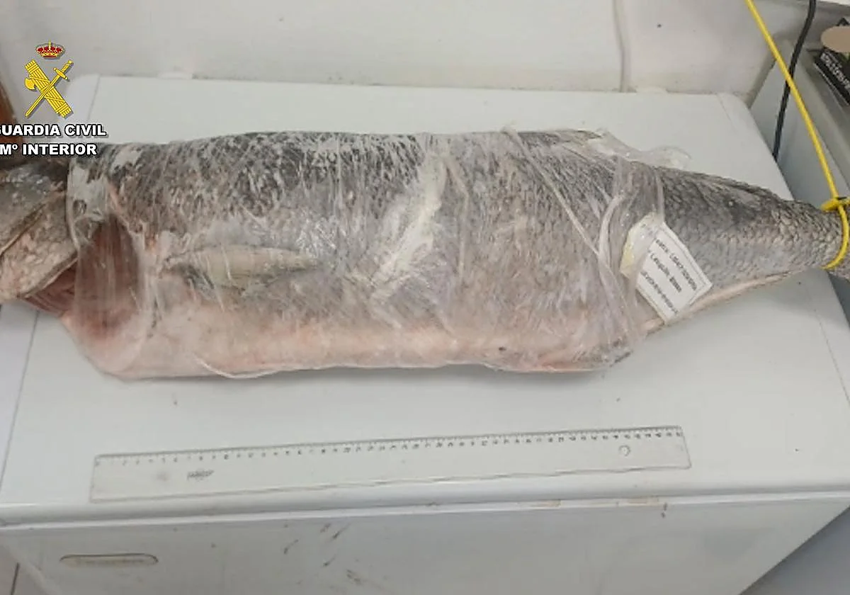 Gran Canaria-Mitte, San Bartolomé de Tirajana: Fischdiebe gestellt 1 Fisch
