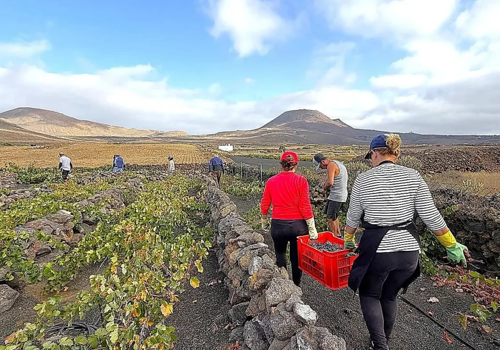 Lanzarote, Arrecife: Gute Entwicklung der Landwirtschaft 100 Landwirtschaft LZ