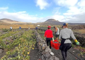 Lanzarote, Arrecife: Gute Entwicklung der Landwirtschaft 90 Landwirtschaft LZ