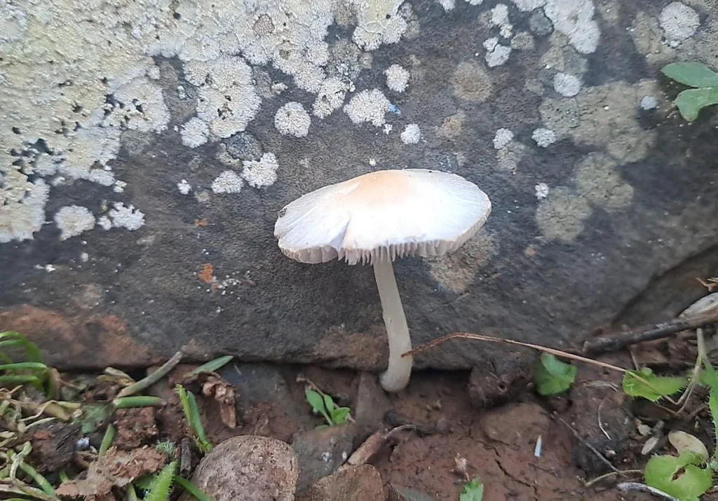 Pilz