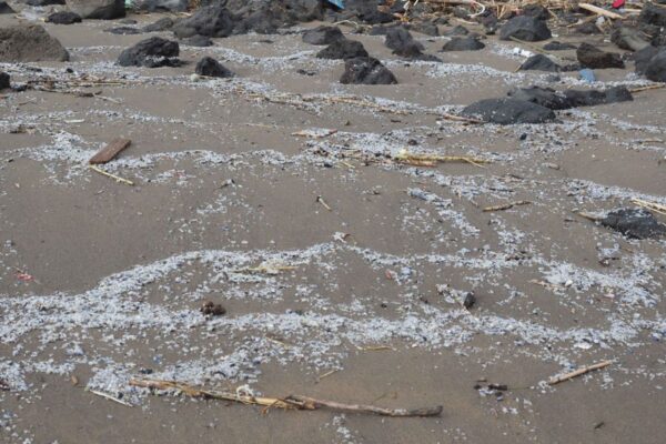 Kanarische Inseln: Müll im Atlantik wird untersucht 5 Strand Muell