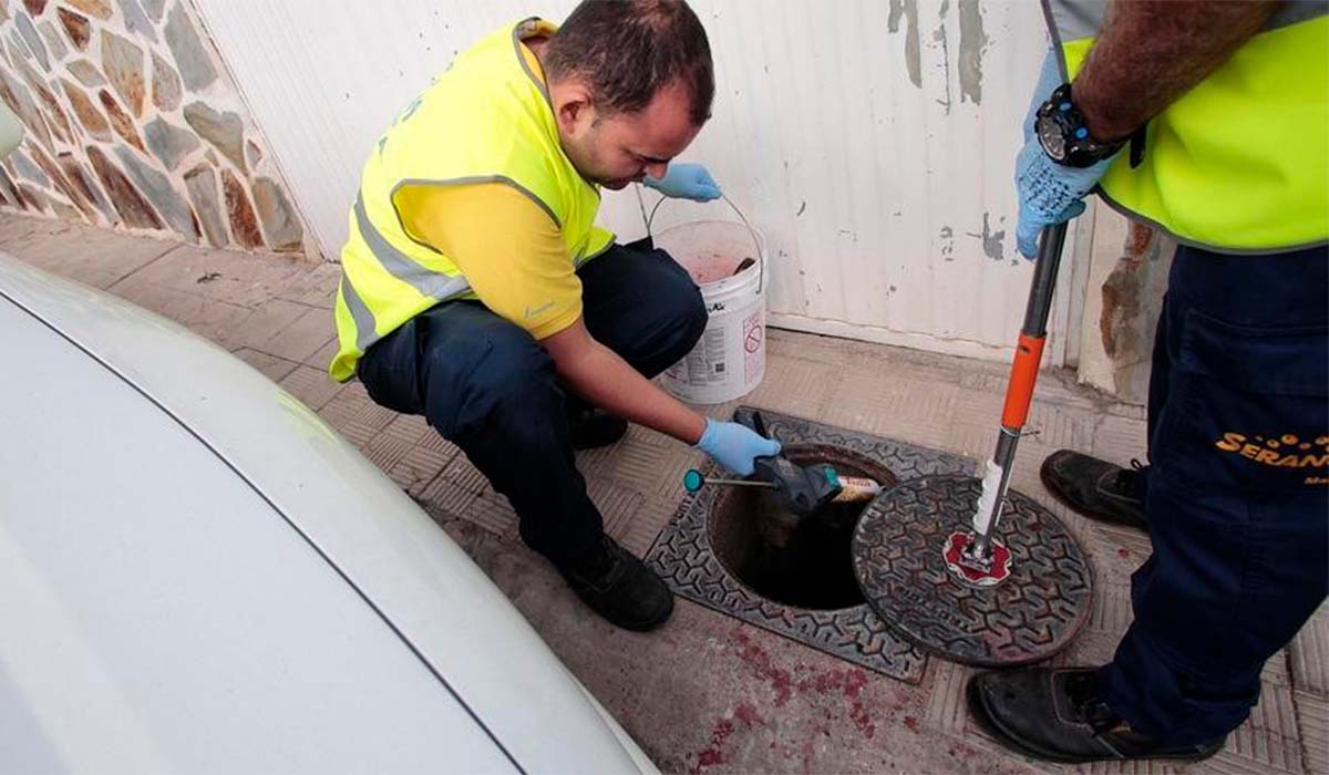 Teneriffa Nord, Santa Cruz Schädlingsbekämpfungsaktion 1 ratten